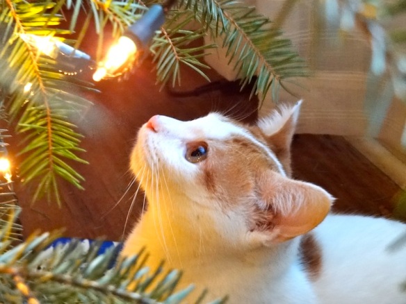 Corn's new favorite thing, the tree in our living room.